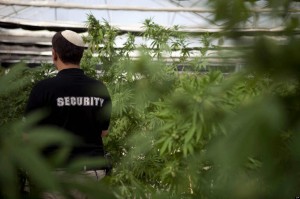 security marijuana