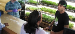 A patient picks out marijuana starte plants at Harborside Health Center in Oakland, Calif. 
