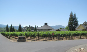 Vineyard at Paraduxx Winery in Napa, California. In the background is the winery’s dramatic-looking 10-sided fermentation facility. The fruit in Paraduxx wines is cultivated from four Napa Valley vineyards. Each site produces grapes with distinct attributes that reflect the variations in soil, terrain, microclimate, and exposure.     (Staff Photo / Michael Pollick)