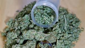 Close-up of marijuana buds