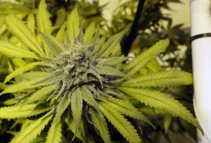 Retail marijuana grows at 3D Cannabis Center  in Denver. (AP)