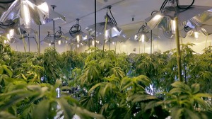 Brett Harvey explores marijuana's path to decriminalization in a documentary. (Photo from New York Times, courtesy of  Phase 4 Films)