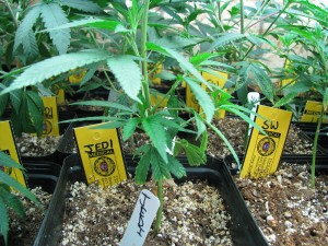 Yellow tags mark medical marijuana in the growing facility for Green Medicine Wellness of Glenwood Springs, Colorado. All marijuana plants have to be tagged as either medical or recreational. In addition to having a unique barcode, each tag has a digital chip in it, allowing the company and the state to account for each plant. (STAFF PHOTO/ MICHAEL POLLICK)