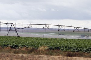 In this Aug. 9, 2014 photo, crops are watered at the Navajo Agricultural Products Industry's farm south of Farmington, N.M. When the federal government announced it would allow American Indian tribes to grow and sell marijuana, the same discussions many had about casinos and alcohol resurfaced. The prevailing thought is that they have a big enough problem with alcohol addiction; adding marijuana to the mix would be too much. (AP Photo/Farmington Daily Times, Jon Austria)