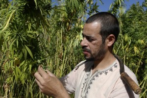 In this Sept. 14, 2014 photo, Abdelkhalek Ben Abdellah inspects his cannabis fields in the Rif mountains in the Village of Bni Hmed in Ketama Abdelghaya valley, northern Morocco. There are an estimated 80,000 families in the rugged northern Rif mountains of Morocco who make their living from growing marijuana, according to U.N. estimates and their efforts have made Morocco the main hashish supplier for Europe and the world. (AP Photo/Abdeljalil Bounhar)