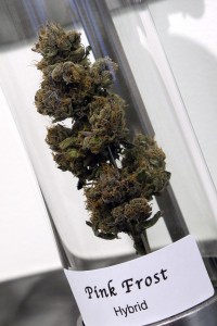 In this Wednesday, Nov. 5, 2014 photo, a sample of cannabis appears on display at Shango Premium Cannabis dispensary in Portland, Ore.  (AP Photo/Don Ryan)