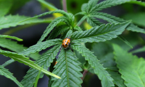 A ladybug crawls on a marijuana plant at Sea of Green Farms, a recreational pot grower in Seattle. Investors in a potential medical marijuana growing operation are trying to persuade a city council in the south-central Illinois town of Effingham to reconsider a zoning request. They're offering up to $1 million to local schools over 10 years to show they're serious about helping the community. (AP Photo/Ted S. Warren, File) 