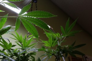 Seedling marijuana plants.  (AP Photo/Brennan Linsley. file)  