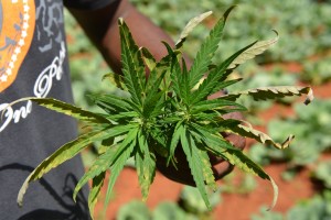 A farmer shows off the distinctive leaves of a marijuana plant during a tour of his plantation in Jamaica's central mountain town of Nine Mile. Justice Minister Mark Golding said Wednesday, Jan. 21, 2015, that Jamaica’s Cabinet has approved a much-anticipated bill of drug law amendments that would decriminalize possession of small amounts of pot and pave the way for a legal medical marijuana industry on the Caribbean island. (AP Photo/David McFadden, File)   