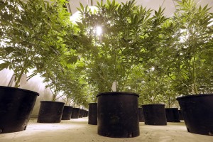 Marijuana plants grow under powerful lamps at the Pioneer Production and Processing marijuana growing facility in Arlington, Wash.  (AP Photo/Elaine Thompson)