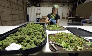 Ashley Green trims a marijuana flower at the Pioneer Production and Processing marijuana growing facility in Arlington, Wash.   (AP Photo/Elaine Thompson)