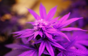 This Dec. 19, 2014 file photo, shows a marijuana plant illuminated by grow lights at the 3D Dispensary, in Denver.  (AP Photo/David Zalubowski, File)