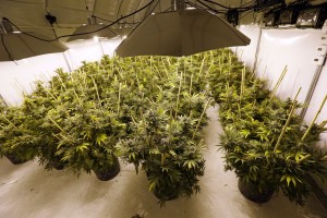 Marijuana plants grow under powerful lamps at the Pioneer Production and Processing marijuana growing facility in Arlington, Wash.   (AP Photo/Elaine Thompson) 