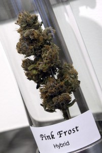  A sample of cannabis appears on display at Shango Premium Cannabis dispensary in Portland, Ore. The U.S. Justice Department said Thursday, Dec. 11, 2014, that Indian tribes can grow and sell marijuana on their lands, as long as they follow the same federal conditions laid out for states that have legalized the drug. (AP Photo/Don Ryan, File)