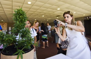 A visitor takes a picture of a marijuana plant during the Expo Cannabis fair in Montevideo, Uruguay, Sunday, Dec. 14, 2014. After state regulation of the production and sale of marijuana, Uruguay had its first cannabis expo with stands selling seeds, marijuana growing technology, conferences and cultivation techniques workshops. (AP Photo/Matilde Campodonico)
