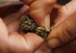 While growing, possessing and using marijuana buds like these is now legal in four states and the District of Columbia, federal officials still classify marijuana as a Schedule One drug, meaning it is considered as dangerous as heroin and just as illegal under federal law. (AP Photo/Alex Brandon)