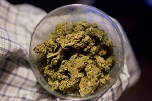 Hydroponically grown marijuana buds  