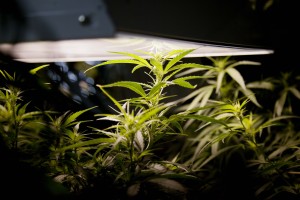 In this Aug. 13, 2013 photo, a marijuana plant grows in a hydroponics garden inside an apartment in Mexico City. Mexico growers say their home-cultivation phenomenon is removed from the grisly narco-wars that have wracked the country. In fact, growing and swapping among themselves, they contend, allows them to avoid supporting the cartels. (AP Photo/Eduardo Verdugo) 