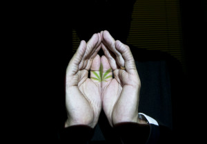 Dr. Mark Ware, the director of the Canadian Consortium for the Investigation of Cannabinoids, with a marijuana leaf image projected on his hand, in Montreal.