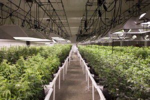 New Leaf Enterprises in Seattle. Washington’s medical marijuana growers have sought legislative validation for their businesses. (Photo by  David Ryder for The New York Times)