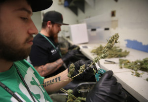 Employees trim retail marijuana at 3D Cannabis Center, in Denver. Frustrated by the cash-heavy aspect of its new marijuana industry, Colorado is trying a long-shot bid to create a financial system devoted to the pot business. But according to many industry and regulatory officials, Colorado's plan to move the weed industry away from cash to easily auditable banking accounts won't work. (AP Photo/Brennan Linsley)