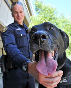 In this April 29, 2015, photo, Medford Police Officer Levi Friend poses for a photo with Cody, a drug detection dog at the Medford Police Department in Medford, Ore. The two drug-sniffing canines that work for Medford police could face early retirement because they are too good at detecting marijuana, which will become legal July 1. (Jamie Lusch/The Medford Mail Tribune via AP)