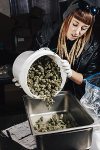 Kelly Knowles sorts marijuana in the Kindman grow house in Denver, Colo., Jan. 21, 2015.   (Benjamin Rasmussen/The New York Times) 