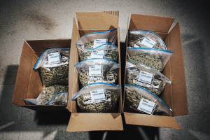 Marijuana ready for pickup by a dispensary at the Kindman grow house in Denver, Jan. 23, 2015. A strict anti-spending provision in the state Constitution may force Colorado to refund nearly $60 million in marijuana taxes intended for school construction and other needs. (Benjamin Rasmussen/The New York Times)