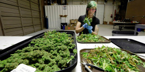 Ashley Green trims a marijuana flower at the Pioneer Production and Processing marijuana growing facility in Arlington, Wash.  (AP Photo/Elaine Thompson)