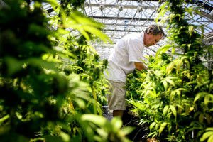 Guy Lindblom picks unnecessary leaves from mature cannabis plants so they can concentrate more of their energy into the flowering buds where the medicinal chemicals are produced at a greenhouse in Otsego, Minn. The crop is coming in at Minnesota Medical Solutions, one of two manufacturers who will be supplying the state's medical marijuana. (Glen Stubbe/Star Tribune via AP) 