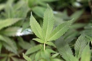Marijuana clone plant at a dispensary in Oakland, Calif. California was the first state in 1996 to legalize the sale of marijuana for medical use. More than 1,000 dispensaries operate in the state. (AP Photo/Jeff Chiu, File)