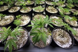 FILE - In this file photo taken Jan. 13, 2015, young marijuana plants stand under grow lamps at the Pioneer Production and Processing marijuana growing facility in Arlington, Wash.  (AP Photo/Elaine Thompson, File)