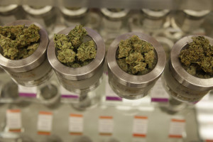 In this Friday, June 26, 2015 photo, different varieties of marijuana flowers are displayed at medical marijuana dispensary Kaya Shack in Portland, Ore. On July 1, recreational marijuana in Oregon is legal, but it's likely customers won't be able to buy the pot at medical dispensaries until October 1. (AP Photo/Gosia Wozniacka)