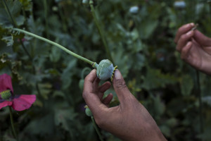 FILE — A woman scratches a poppy pod to extract opium crude in Xalpatlahuac, Mexico, Nov. 16, 2010. In response to a growing market north of the border, Mexico is enlisting children to harvest opium. The money is too much to ignore for most, and the terrain is more manageable for those with slighter frames.(Rodrigo Cruz/The New York Times)
