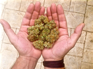 Twenty grams of marijuana. New ordinances in Miami-Dade County and Broward County allow police officers to charge those in possession of less than 20 grams of marijuana with a $100 civil fine rather than a misdemeanor criminal offense.  (Photo courtesy of NORML of Florida)