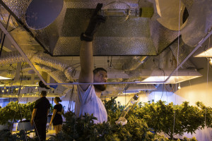 An employee adjusts light bulbs above marijuana plants at the Chalice Farms growing facility, a company that provides medical marijuana, in West Linn, Ore., Aug. 19, 2015. In preparing to begin retail marijuana sales on Oct. 1, the state is blazing a profoundly new trail, legal experts and marijuana business people said. (Ruth Fremson/The New York Times)