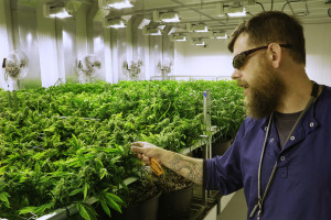 Lead grower Dave Wilson cares for marijuana plants in the "Flower Room" at the Ataraxia medical marijuana cultivation center in Albion, Ill. Illinois regulations bar pesticides once the plants have flowered, so Ataraxia grows garlic, a natural pest repellent, alongside the cannabis in the flower room. (AP Photo/Seth Perlman)