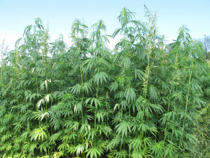 Hemp plants tower above researchers who tend to them at a University of Kentucky research farm. Test plots of hemp were on display on Thursday, Aug. 13, 2015, as about 250 people visited the research farm at Lexington, Ky. (AP Photo/Bruce Schreiner)