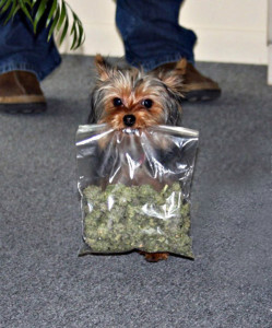 marijuana-dog