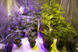 At Oaksterdam University in Oakland, Calif., a  grow tent has different strains of cannabis plants used for demonstration purposes. (Peter DaSilva/For The Washington Post)